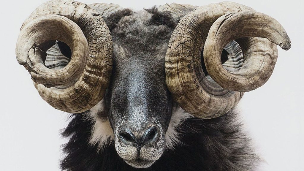 Ritratto frontale ravvicinato di un ariete, con muso scuro rivolto verso l'obiettivo e due grandi corna ricurve a spirale, una per lato, striate e di colore chiaro. Il pelo attorno al collo è folto e nero, con una macchia bianca sotto la gola. Sfondo neutro chiaro. Fotografia a colori, in primo piano.