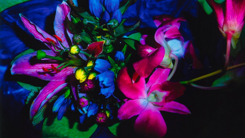 Fotografia ravvicinata di una composizione floreale dai colori saturi e fluorescenti su sfondo scuro: un giglio rosa con petali ondulati e stami rossi, boccioli blu e gialli, un’orchidea magenta dalle venature scure e, a destra, un altro fiore rosa acceso. Foglie verdi fosforescenti fanno da contorno. I colori innaturalmente vivaci suggeriscono un trattamento fotografico o un’illuminazione ultravioletta.