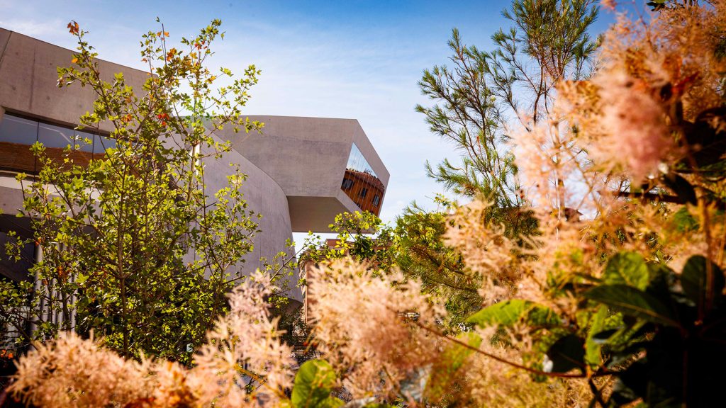 Struttura in cemento a sbalzo del MAXXI fotografata tra rami con infiorescenze piumose rosa chiaro e foglie verdi, in primo piano sfocato. Cielo azzurro terso sullo sfondo. Fotografia a colori.